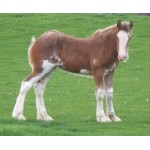 Horse - Clydesdale Foal     Schleich 13810